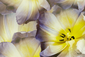 Tulip flower.   Floral spring background.   Close-up.   Nature.