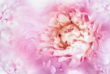 Flower  pink  peony.  Floral  spring  background.  Petals peonies.    Close-up.   Nature.