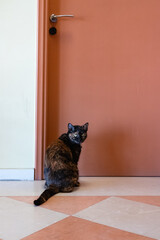 Cat kitten waiting at the door. Beautiful domesticated black cat waiting by the door