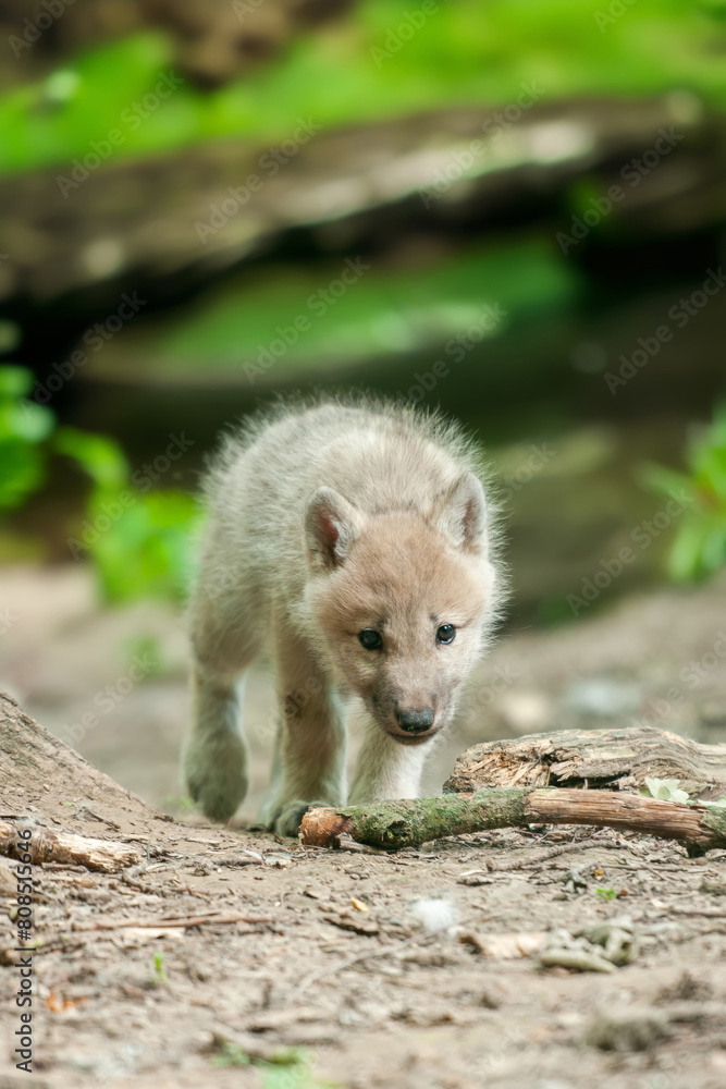 Canvas Prints Baby wolf walking across dirt road