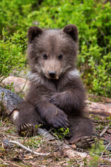 Young brown bear cub in the forest. Animal in the nature habitat