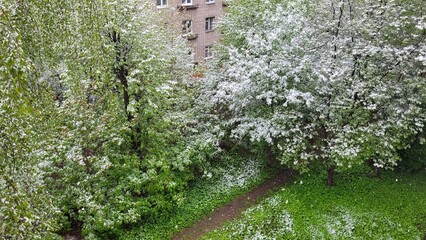 Abnormal snow in the city in spring