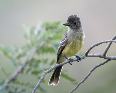 Myiarchus apicalis
