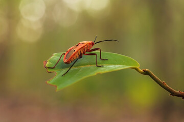 Named Kapok Bug, it lives in dry evergreen forests, humid evergreen forests, and sparse forests.