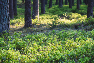 Late spring forest full of blueberries shrubs in sunny weather in Latvia