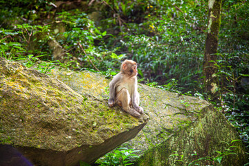 Monkey in Zhangjiajie National Forest Park, northwestern part of Hunan Province, China