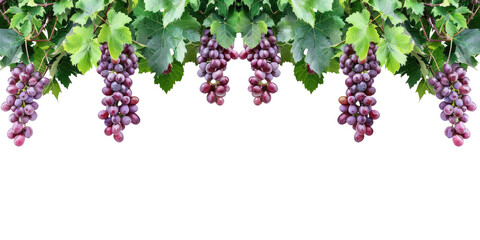grapes branch and leaves hanging garland isolated on transparent or white backgroud png cutout...