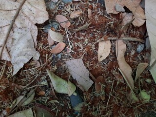 leaves on the ground