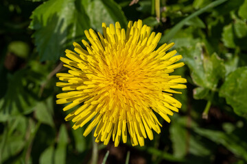 A close-up macro image of a bright yellow dandelion flower.