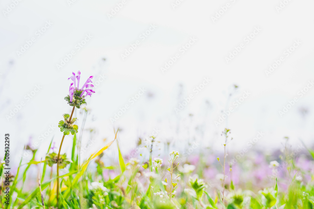 Canvas Prints 春の花　ホトケノザ