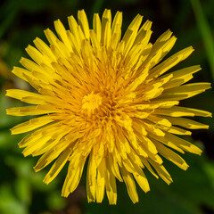 A close-up macro image of a bright yellow dandelion flower.