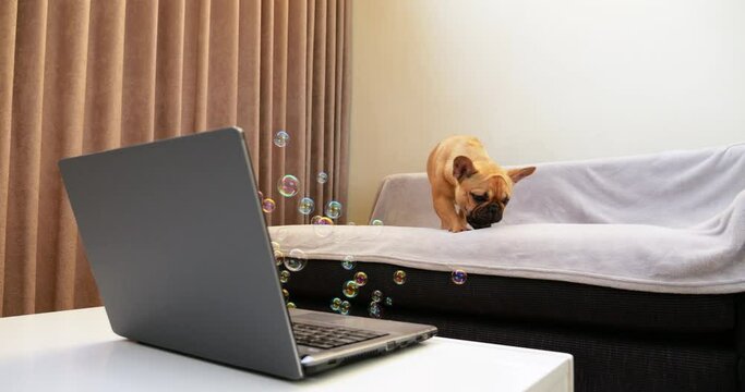 Surprised by unexpected flood, puppy reacts as soap bubbles emerge from laptop screen, trying to catch some. Overwhelmed by quantity, it pounce at flying bubbles, but they scatter around