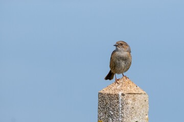 A Dunnock stands on a concrete post on a sunny day with a clear blue sky behind the small brown bird.