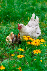 Free range organic agrarian hen with chick baby feeding chickens. copy space. free range hen and her chick in a green field with sun in summer. free range hen looking at her chick on a farm