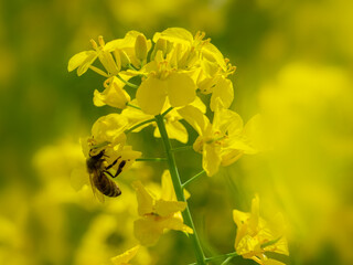 Kwitnienie rzepaku. Pszczoła. - obrazy, fototapety, plakaty