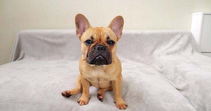 Humorous portrait captures French Bulldog puppy sitting on couch. Puppy glances shyly at camera, then modestly tilts its head down, creating entertaining scene. Close-up shot with wide-angle lens