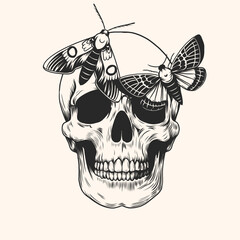 Hand drawn human skull head butterfly and moth. Monochrome black and white sketch for vintage tattoo, T shirt print, sticker. Vector illustration isolated on background