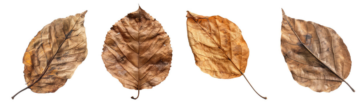 Set of dry leaves, png collection, transparent background