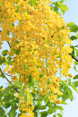 Golden shower flower, Hanging yellow flower.
