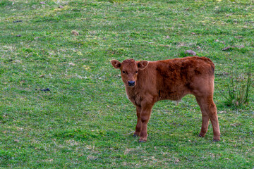 Ternero posando a la cámara