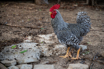 Portrait chicken enjoy life in rural farming