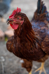 Portrait chicken enjoy life in rural farming