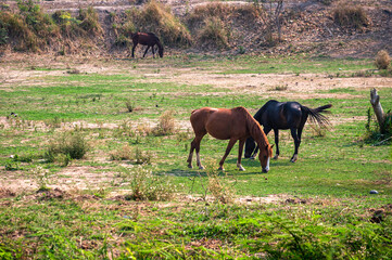 Group of horse herd grazing in nature 