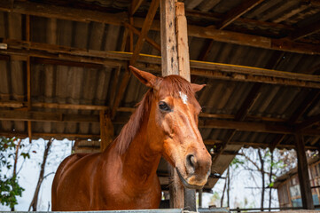 Brown breeding horse standing in stable 
