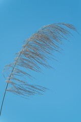 Closeup of reeds on blue sky background, minimalist style