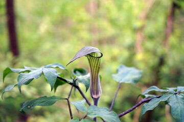 Arisaema triphyllum アリサエマ・トリフィルム アリサエマ トリフィルム