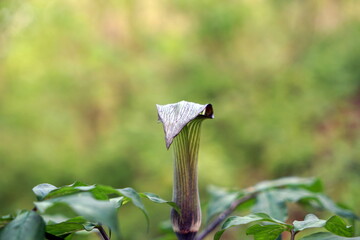 Arisaema triphyllum アリサエマ・トリフィルム アリサエマ トリフィルム