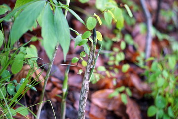 Arisaema triphyllum アリサエマ・トリフィルム アリサエマ トリフィルム