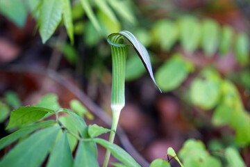 Arisaema triphyllum アリサエマ・トリフィルム アリサエマ トリフィルム