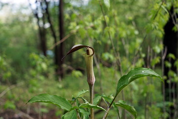 Arisaema triphyllum アリサエマ・トリフィルム アリサエマ トリフィルム