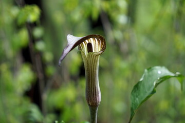 Arisaema triphyllum アリサエマ・トリフィルム アリサエマ トリフィルム