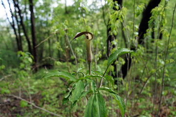 Arisaema triphyllum アリサエマ・トリフィルム アリサエマ トリフィルム