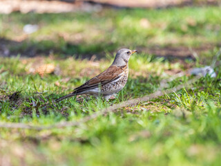 Wood bird Fieldfare, Turdus pilaris, on a sprng lawn.