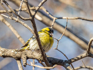Eurasian siskin male, latin name spinus spinus, sitting on branch of tree. Cute little yellow songbird.