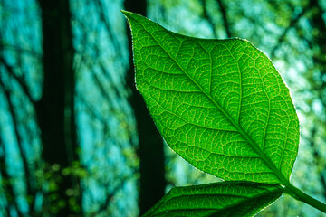 Green leaf photographed in back light. View of the sun through the forest. Environmental awareness concept background image.