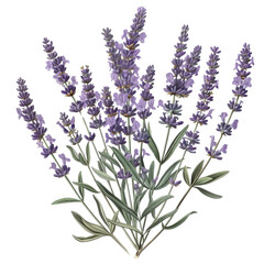 Naklejka premium A beautiful image of lavender flowers