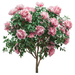 Pink flowers of peony bush in full bloom isolated on transparent background.