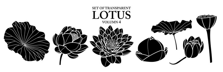 Set of isolated flower illustration in hand drawn style. Black silhouette of lotus on transparent background. Floral elements for coloring book, packaging or fragrance design. Volume 4.