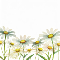 Realistic watercolor daisy flower border background