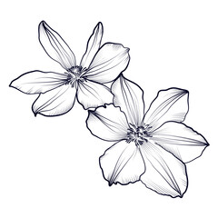 Obraz premium black and white hand drawing of a clematis flower vector