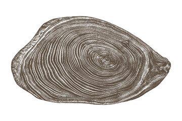 Wood texture cross section of tree rings. Cut slice of wooden stump isolated on white. Textured surface with rings and cracks. Brown background made of hardwood from the forest. Vector illustration. 