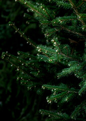 Buds bloom on fir trees in the park in spring