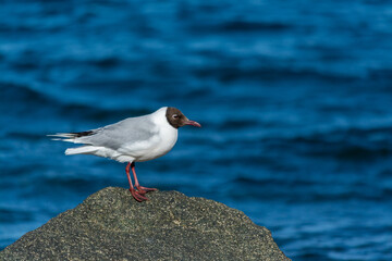 Gaviota Cahuil (Chroicocephalus maculipennis)