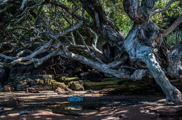 An old tree with branches crawling on the beach