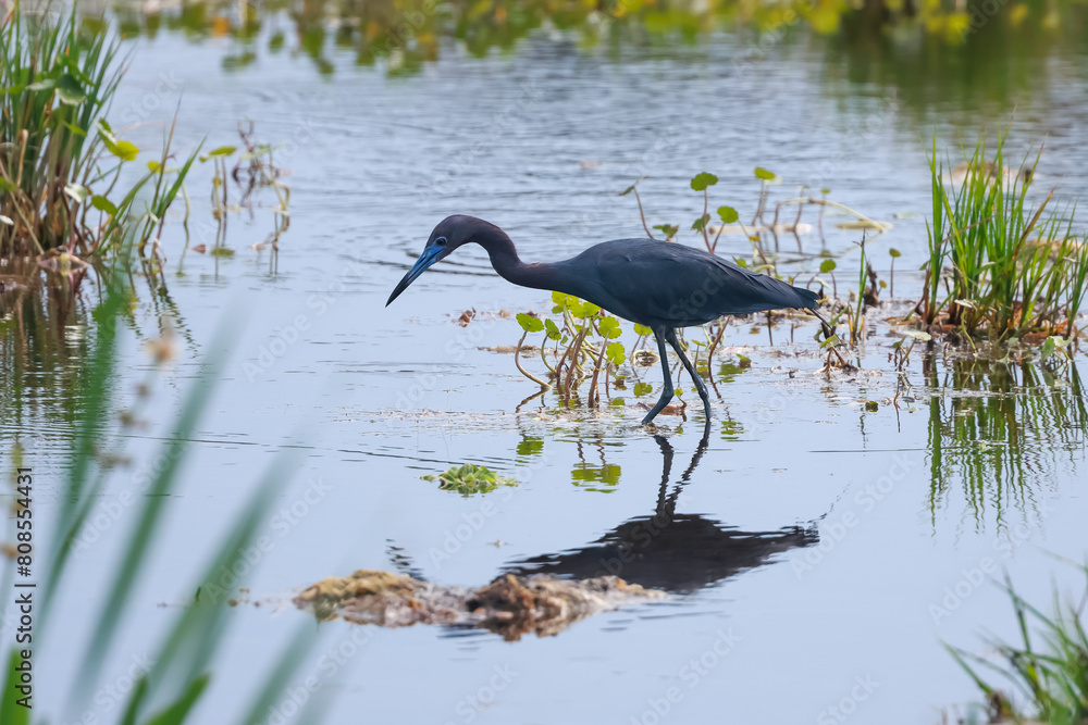 Wall mural Little Blue Heron bird in the lake hunting for fish in Orlando wet lands.