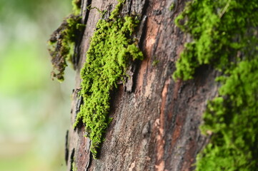 Sunlight illuminates moss clinging to a tree trunk, its vibrant green hues contrasting with the weathered brown bark, a testament to the passage of time.